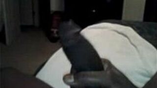 This what happens when i wake up and got no pussy to fuck - porn video